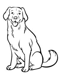 Labrador hond