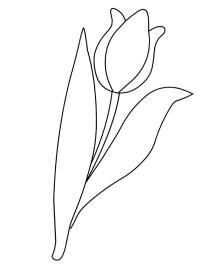 Tulp bloem