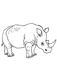 Neushoorn