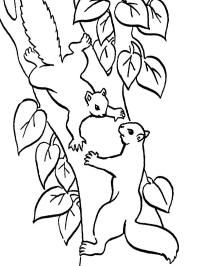 2 eekhoorns in de boom