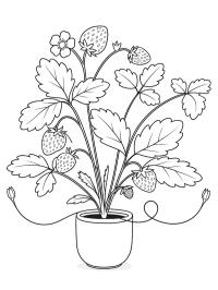 Aardbeienplant