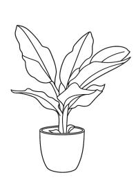 Bananenplant