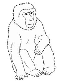Berberaap
