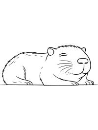 Capibara slaapt