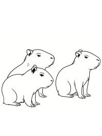 Capybara babies