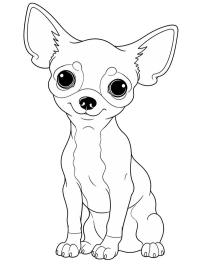Chihuahua pup