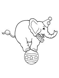 Circusolifant op een bal