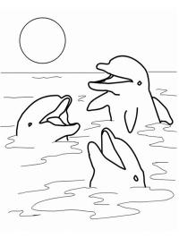 dolfijnen in zee