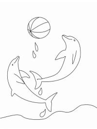 Dolfijnen spelen met bal