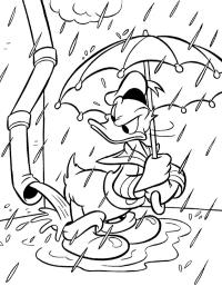 Donald Duck in de regen