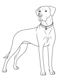 Duitse dog