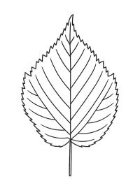 Elzenblad
