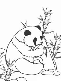 Etende panda