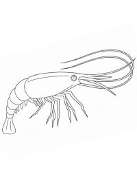 Garnaal