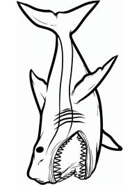 Gevaarlijke haai