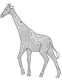 giraf voor volwassenen