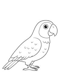 Grijze Roodstaartpapegaai