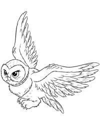 Hedwig de uil (Harry Potter)