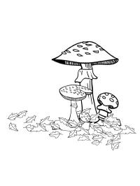 Herfst paddenstoelen