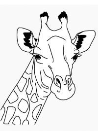 hoofd giraf