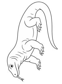 Komodovaraan