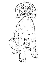 Labradoodle