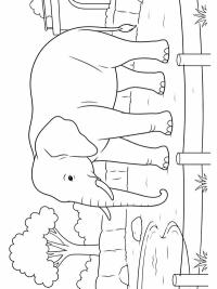Olifant in de dierentuin