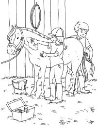 Paard verzorgen