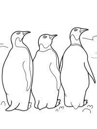 3 Pinguïns