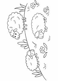 Schattige schapen in de wei