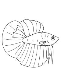 Siamese kempvis