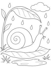 Slak in de regen