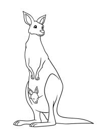 Staande kangoeroe met baby