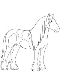 Tinker paard