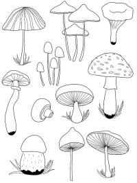 Verschillende paddenstoelen