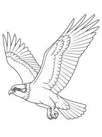 Visarend