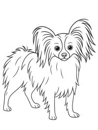 Vlinderhond