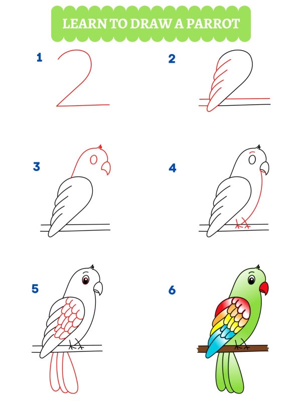 Hoe teken je een papegaai?