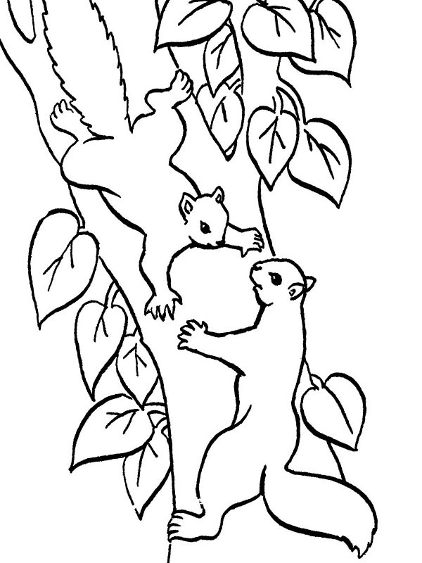 2 eekhoorns in de boom Kleurplaat