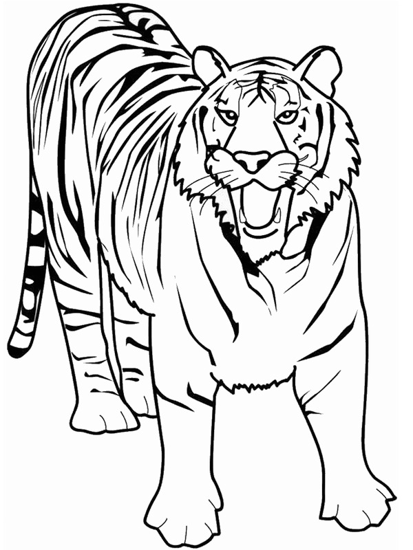 tijger Kleurplaat
