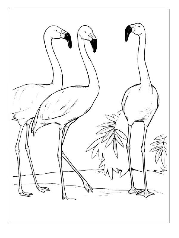 3 Flamingos Kleurplaat