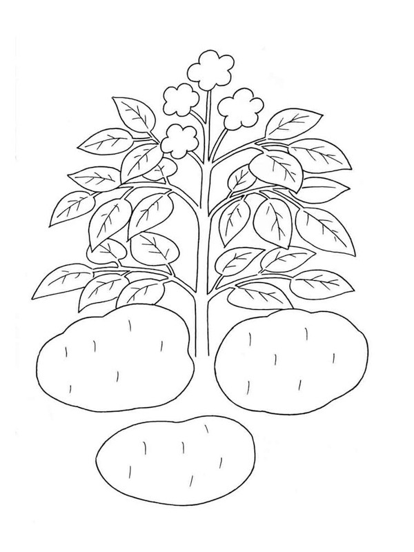 Aardappelplant Kleurplaat