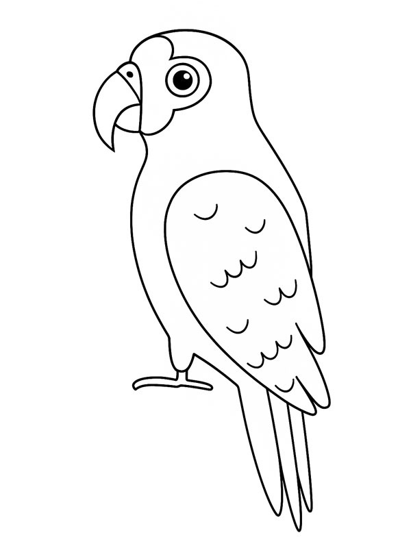 Amazonepapegaai kleurplaat Amazonepapegaai kleurplaat