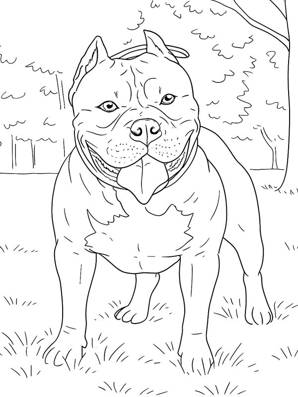 American bully kleurplaat American bully kleurplaat