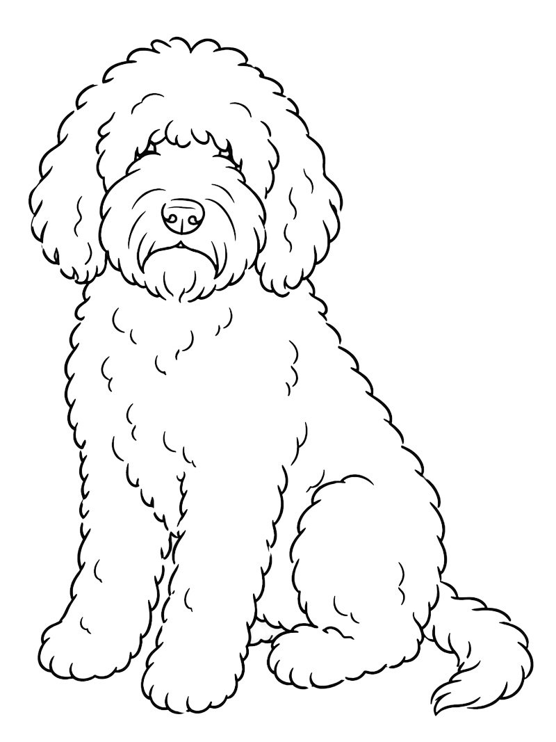 Barbet hond kleurplaat Barbet hond kleurplaat