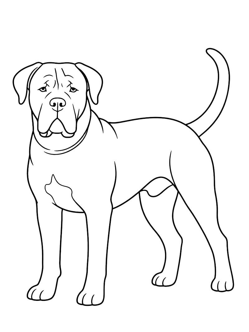 Cane corso kleurplaat