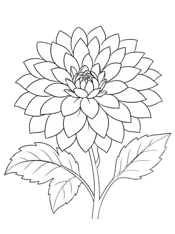 Dahlia kleurplaat