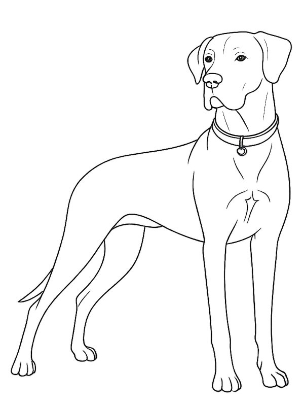 Duitse dog kleurplaat Duitse dog kleurplaat