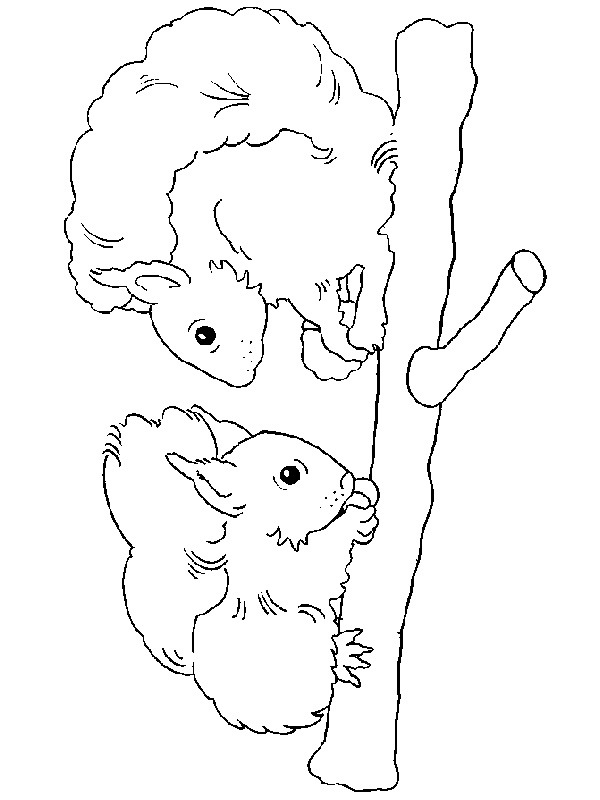 Twee eekhoorns Kleurplaat