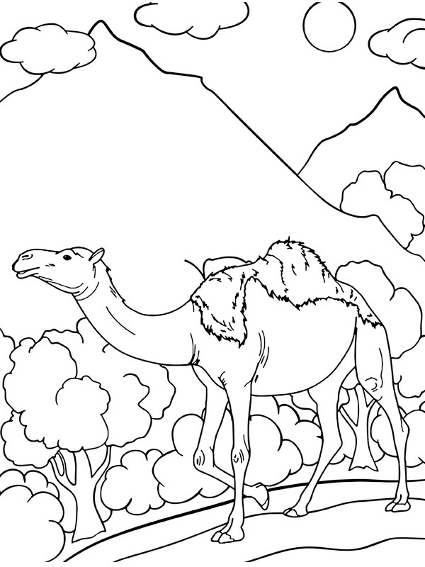 Eenbultige kameel Kleurplaat